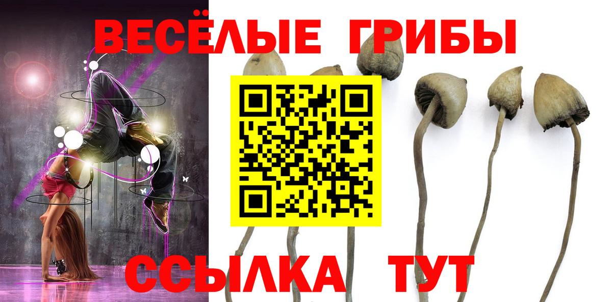 Псилоцибиновые грибы GOLDEN TEACHER  Галлюциногенные грибы Cubensis  Александров  Вход с VPN 
